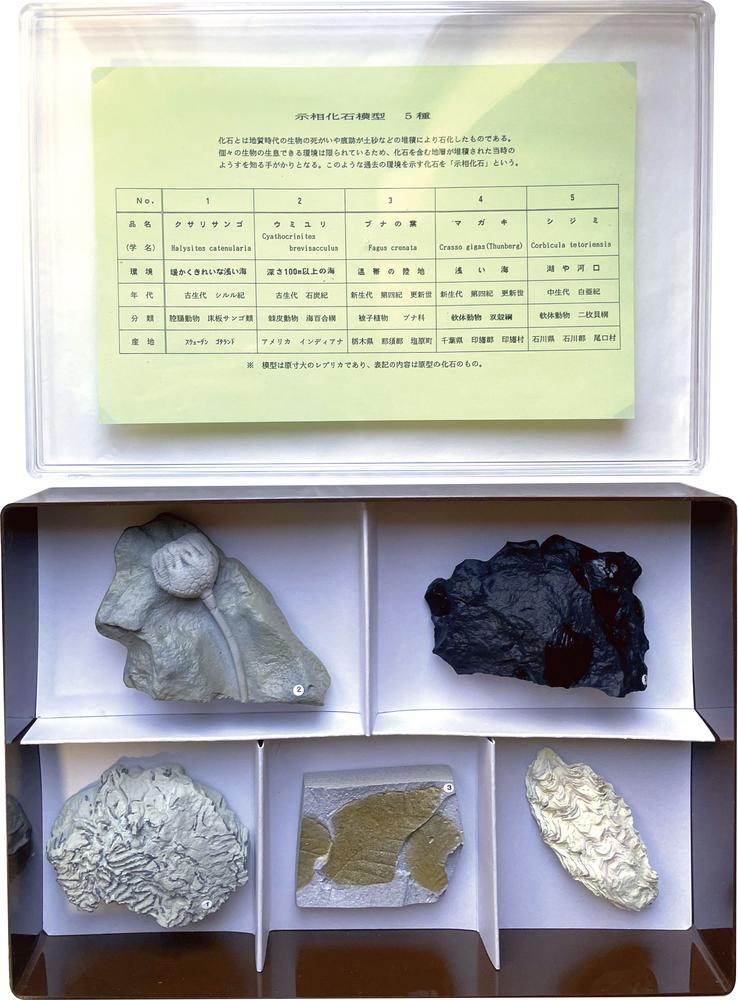 楽天市場】示相化石 模型 ブナの葉 : SUZUMORIオンライン 楽天市場店