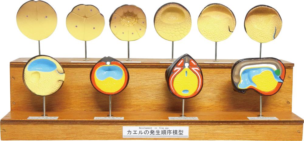 【ポイント10倍 4/10 1:59まで】カエルの発生順序模型　10段