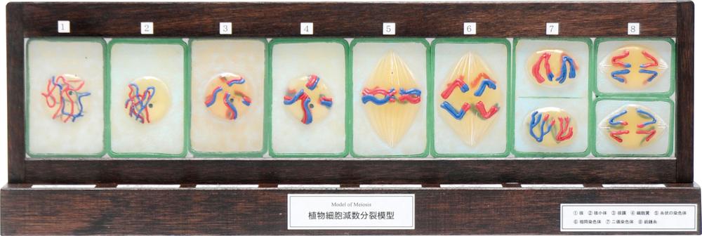 【ポイント10倍 4/10 1:59まで】減数分裂模型　8段