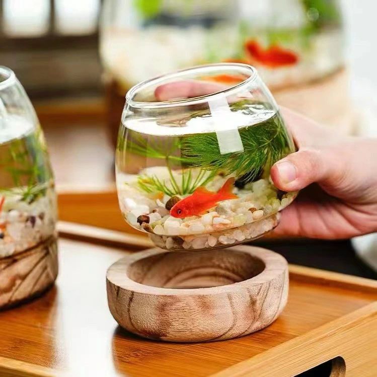 楽天市場】金魚鉢 おしゃれ 金魚 メダカ 水槽 室内 ミニ水槽 観賞植物