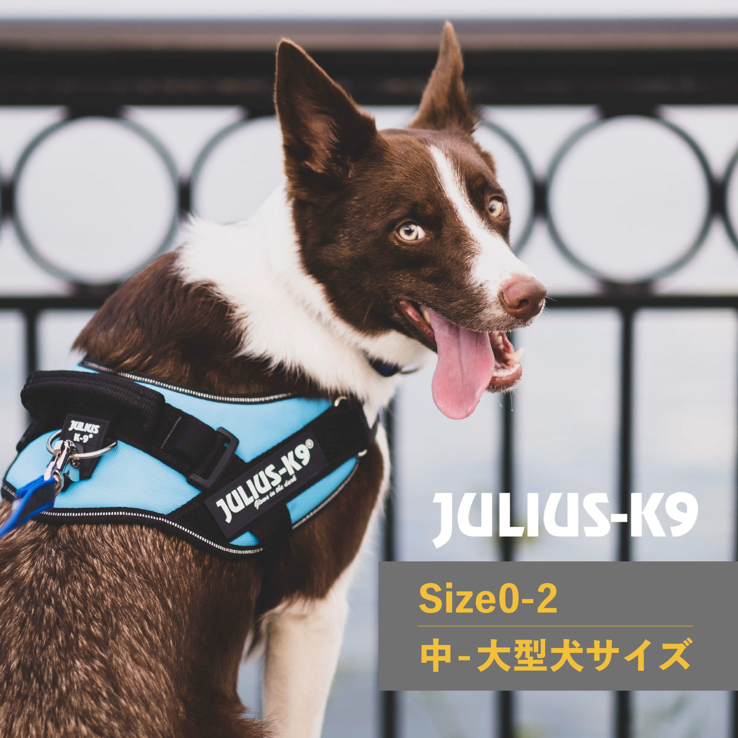 【最大1000円OFFクーポン発行中】 Julius-K9 IDCパワーハーネス ユリウスK9 犬 ハーネス ベルト 中型犬 大型犬 ユリウスケーナイン 胴輪 歩行補助 5,148円