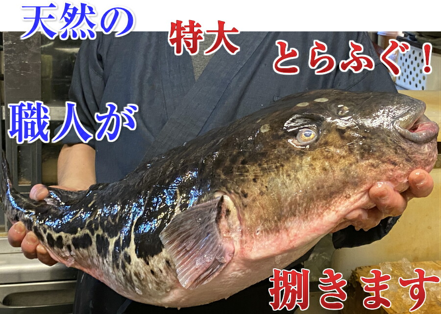 とらふぐ 天然 天然とらふぐ鍋 養殖の とは旨みと味わい深さが違います ぶつ身500ｇ ぽん酢 ひれ 皮 出汁付 セット 送料無料 500ｇ３人前 2 3キロ級特大サイズのみを厳選 プレゼント 有名なブランド レシピ付 内祝い 紅葉おろし ふぐ出汁 海鮮ギフト 贈答品 てっちり