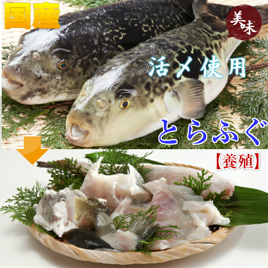 父の日 送料無料 とらふぐ白子 300g 国産ー40度で真空冷凍し配送u3000焼き白子 天ぷら とらふぐの白子 雑炊は絶品です ふぐ鍋 に入れて 80g 100g 3ー4個で300gu3000ポン酢 紅葉おろしu3000簡単レシピu 4人前目安u3000ギフトu3000お祝い Allseasonparks De 父の日 送料無料 とらふぐ白子 300g 国産ー40度で真空冷凍し配送u3000焼き白子 天ぷら とらふぐの白子 雑炊は絶品です ふぐ鍋 に入れて 80g 100g 3ー4個で300gu3000ポン酢 紅葉おろしu3000簡単レシピu 4人前目安u3000ギフトu3000お祝い Allseasonparks De
