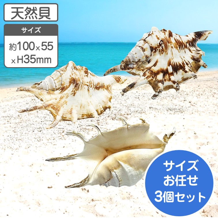 楽天市場】シャコガイ 天然貝 片面 サイズおまかせ2個組 約15