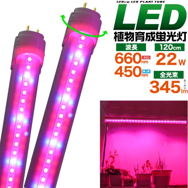 楽天市場】【2年間保証】 LED植物育成ライト LED蛍光灯 植物育成 植物用LEDライト 植物栽培用 40W形 直管型 蛍光灯 120cm  消費電力22W 口金Ｇ13 水耕栽培ランプ 室内 植物 野菜 育成 成長 LED蛍光灯 プラントライト グロー式工事不要 室内栽培 植物育成用  40w型 直管形 高 ...