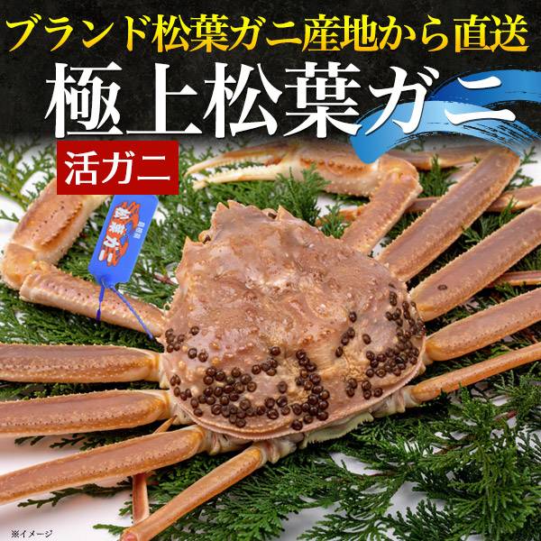【楽天市場】ブランドタグ付き 2杯セット カニ 活松葉ガニ 約500g～600g前後 2杯 ズワイガニ 生きたまま出荷 2尾 A級 活き 産地直送 活け マツバガニ 松葉蟹 松葉カニ 蟹 かに