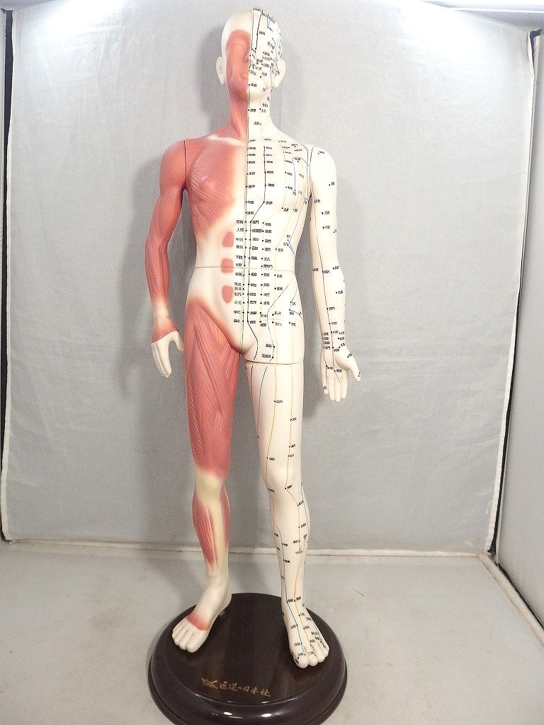 楽天市場】人体模型 けいけつくん2 WHO標準 東洋医学 ツボ つぼ 経絡