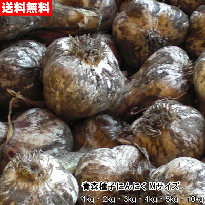 青森種子にんにく Ｍサイズ 1kg～10kg 種球 国産 福地ホワイト六片 令和8年産 送料無料｜みちのく処　わっつど 16,983円