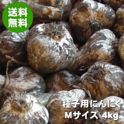 楽天市場 青森にんにく 種子用 ｍサイズ 1kg 福地ホワイト六片種 令和3年 送料無料 みちのく処 わっつど