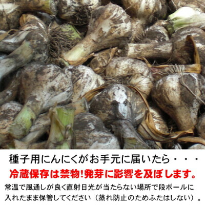 楽天市場 青森にんにく 種子用 ｍサイズ 1kg 福地ホワイト六片種 令和3年 送料無料 みちのく処 わっつど
