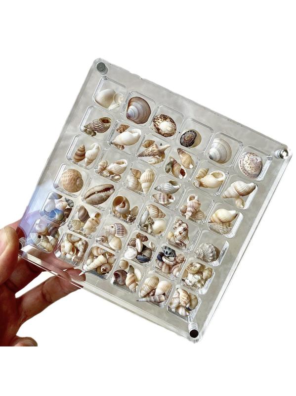 楽天市場】標本ケース 収納 貝殻 シェル 化石 夏休み 自由研究