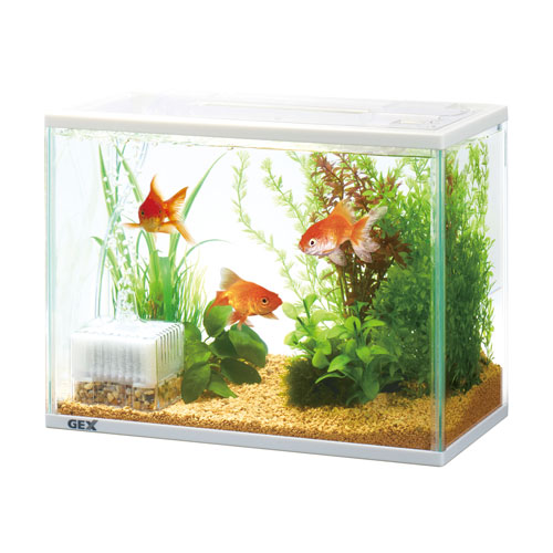 ジェックス 金魚元気 ぶくぶく水キレイセット