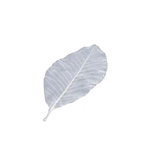 ヤマコー 網朴葉 S 50枚入