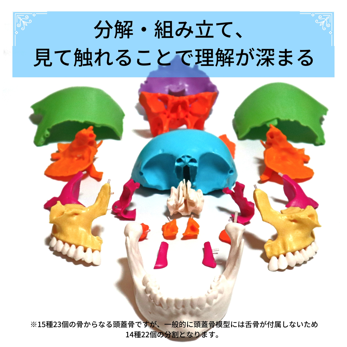 実物大 22分割 日本語の解説書で頭蓋骨の構造が学べる頭蓋骨模型 解剖学 オステオパシー 頭蓋治療 分解 組立 脱着 蝶形骨 骨格標本 人体模型 1 1スケール 1 1 等身大 頭蓋骨モデル Umu Ac Ug