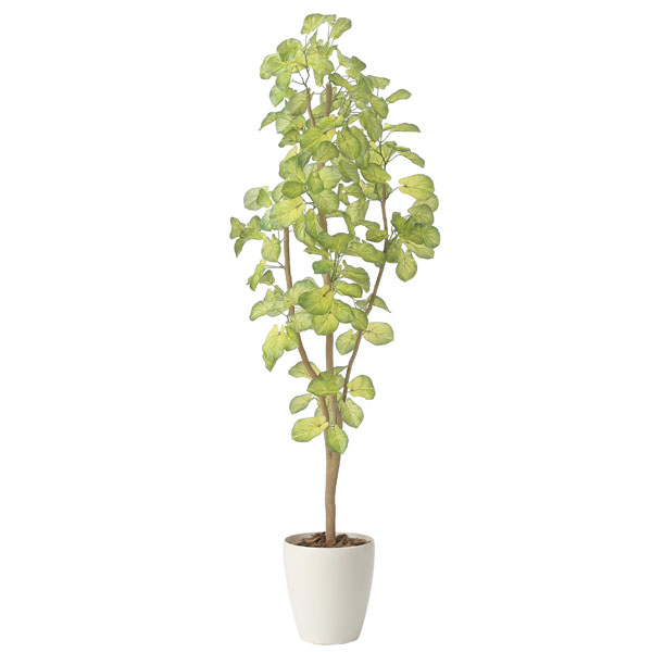 アートグリーン フェイクグリーン 人工観葉植物 光触媒 光の楽園 スリムバウヒニア1.5 2429A240｜わくわく生活