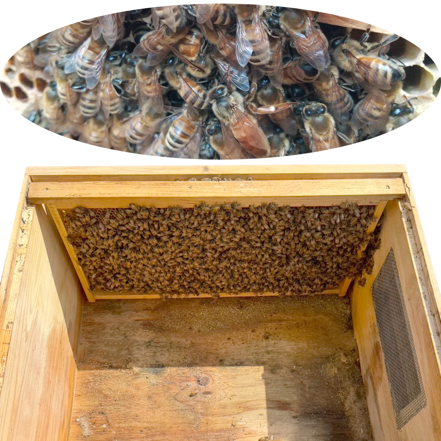 【楽天市場】西洋ミツバチ 販売 種蜂 1枠 女王蜂入り 【2024年5月 