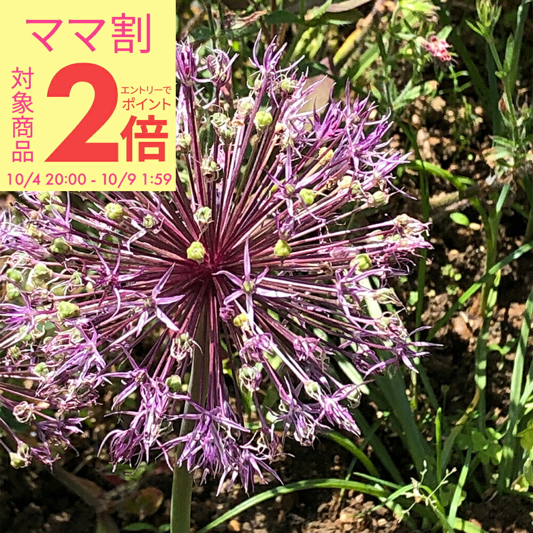 楽天市場】植えっぱなし 球根 花 アリウム シュベルティー 2球セット【お届け中 中型球根】Allium schubertii 秋植え球根 白花  Ornamental Onion シュベルティ 多年草 球根植物 花の球根 花壇 庭植え 鉢植え ガーデン ガーデニング 苗 秋 冬  ハッピーガーデン【2024BU ...