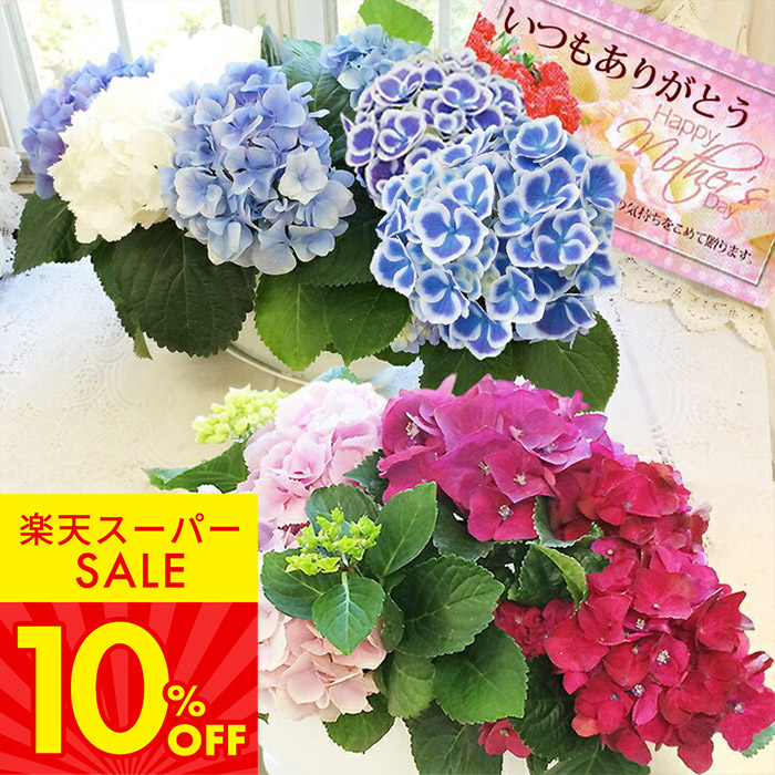 【 大感謝セール】 楽天市場】最短発送 母の日 お花 鉢花 プレゼント 花 ギフト クラフト・布製品