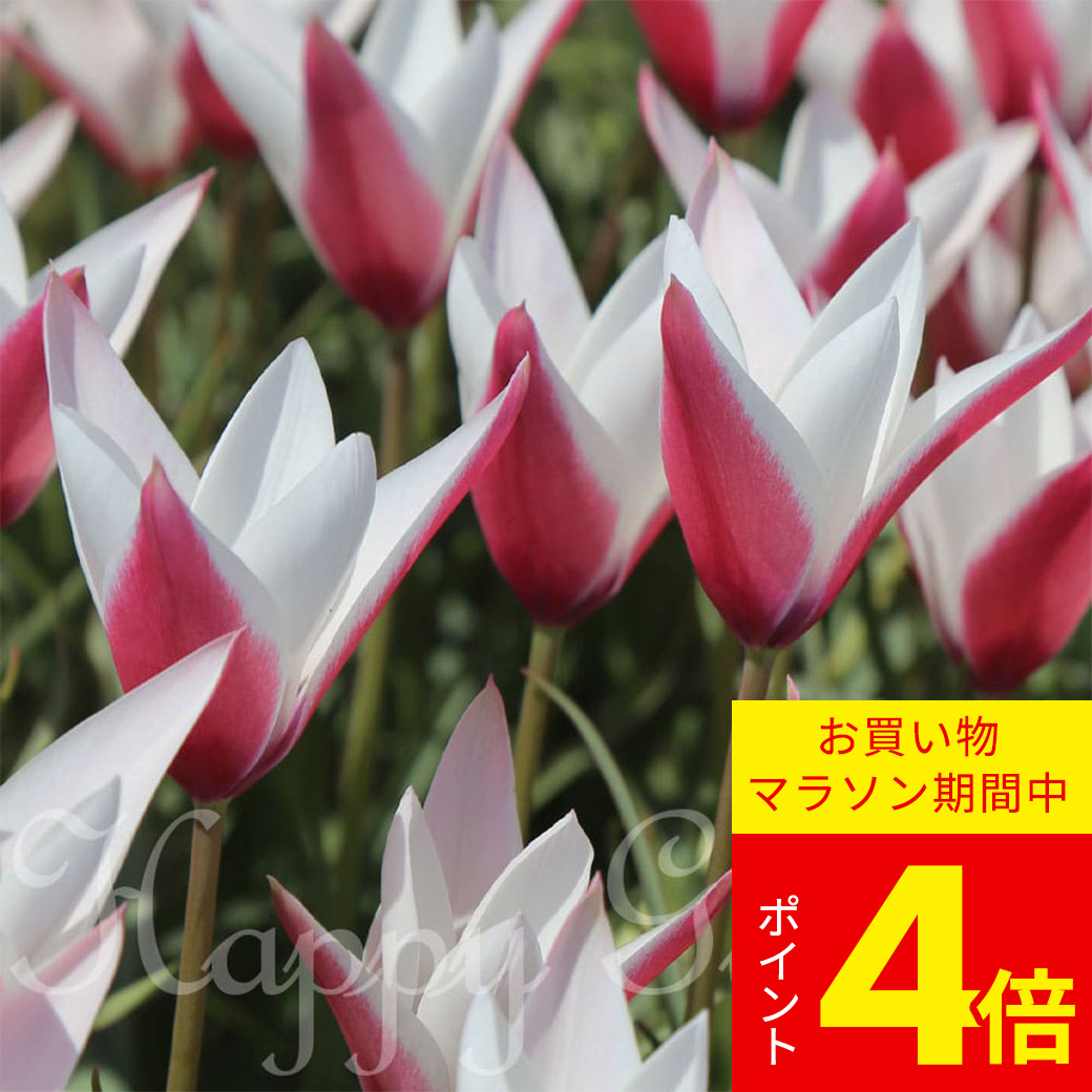 チューリップ 52500427_s.jpg