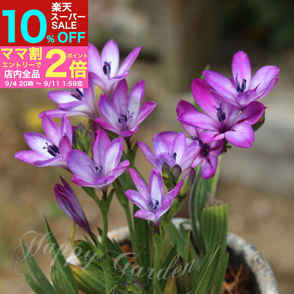 babiana バビアナ 激レア種】バビアナ・SP.#014 Babiana sp.#014 blooming in my