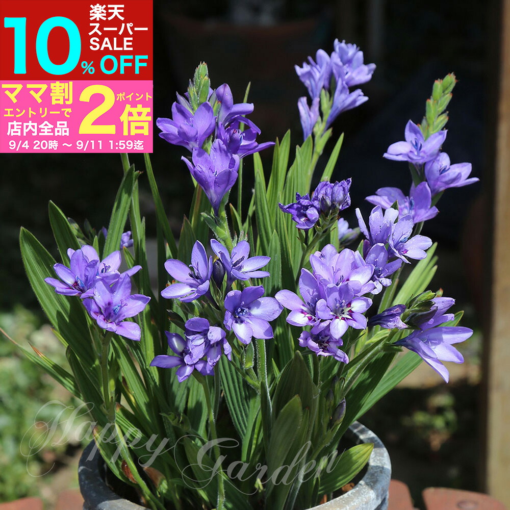 babiana バビアナ 激レア種】バビアナ・SP.#014 Babiana sp.#014 blooming in my