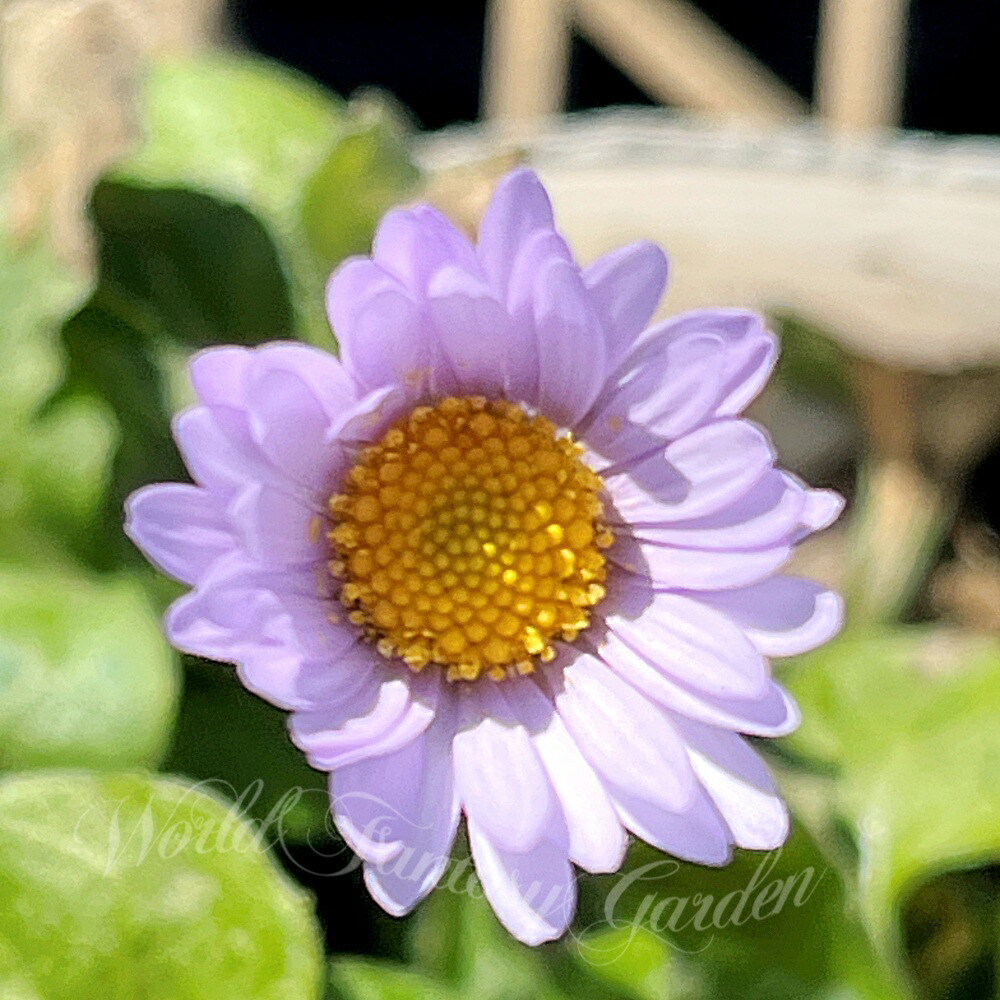 楽天市場】花苗 ジャスミン ピカケ マツリカ 一重咲き 白花 芳香性 1鉢