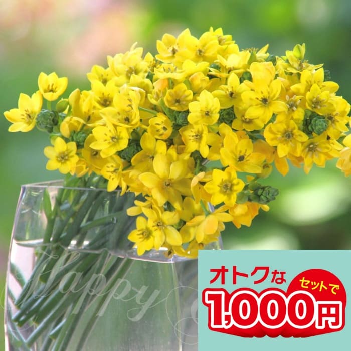 楽天市場】球根 オーニソガラム ヌタンス 福花園 5球 fke : フラワー