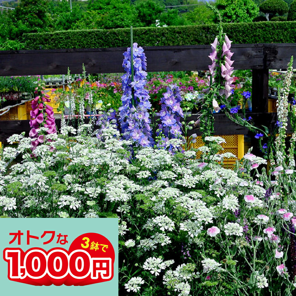 楽天市場】花苗 ミニミニ 葉牡丹 おまかせ3ポットセット 花苗セット