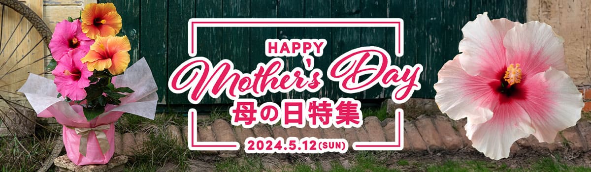 楽天市場】球根 植えっぱなし球根 アリウム コエルレウム 6球セット