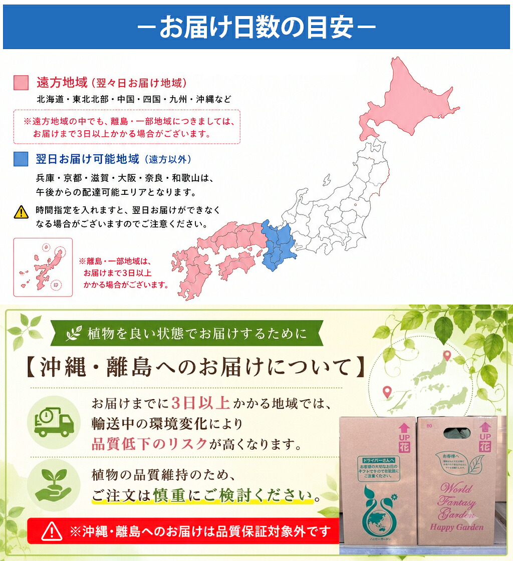 即納 遅れてごめんね 敬老の日 ギフト 花 鉢花 インドアハイビスカス