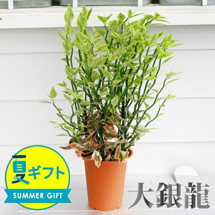 エ*ィ様 シマトネリコ　観葉植物　8号　約150センチ シマトネリコ 観葉植物 8号 約150センチ - メルカリ