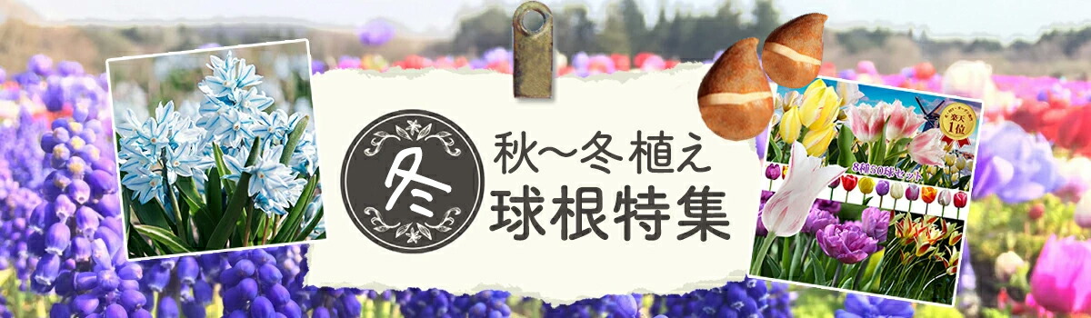 コルク着生植物ガジュマル ドリナリアボニー トラディスカンチア