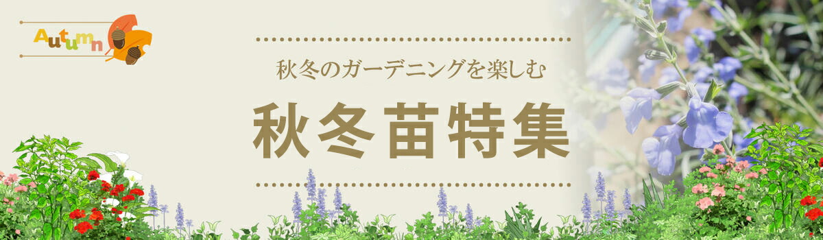 楽天市場】楽天1位 花苗 秋のイングリッシュガーデン 9苗セット 幅1mＸ1m 花壇用 植え込む用 【先行予約 地域限定 送料無料】花の苗 一年草  宿根草 多年草 花壇 庭 初級 ガーデニング 苗物 ナチュラルガーデン 英国庭園風 : ハッピーガーデン