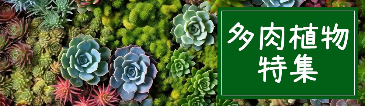 楽天市場】＼P2倍／観葉植物 トラディスカンチア セブリナ