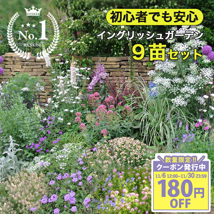 楽天市場】花苗 秋 多年草 宿根草 花 苗 クナウティア ウォーター