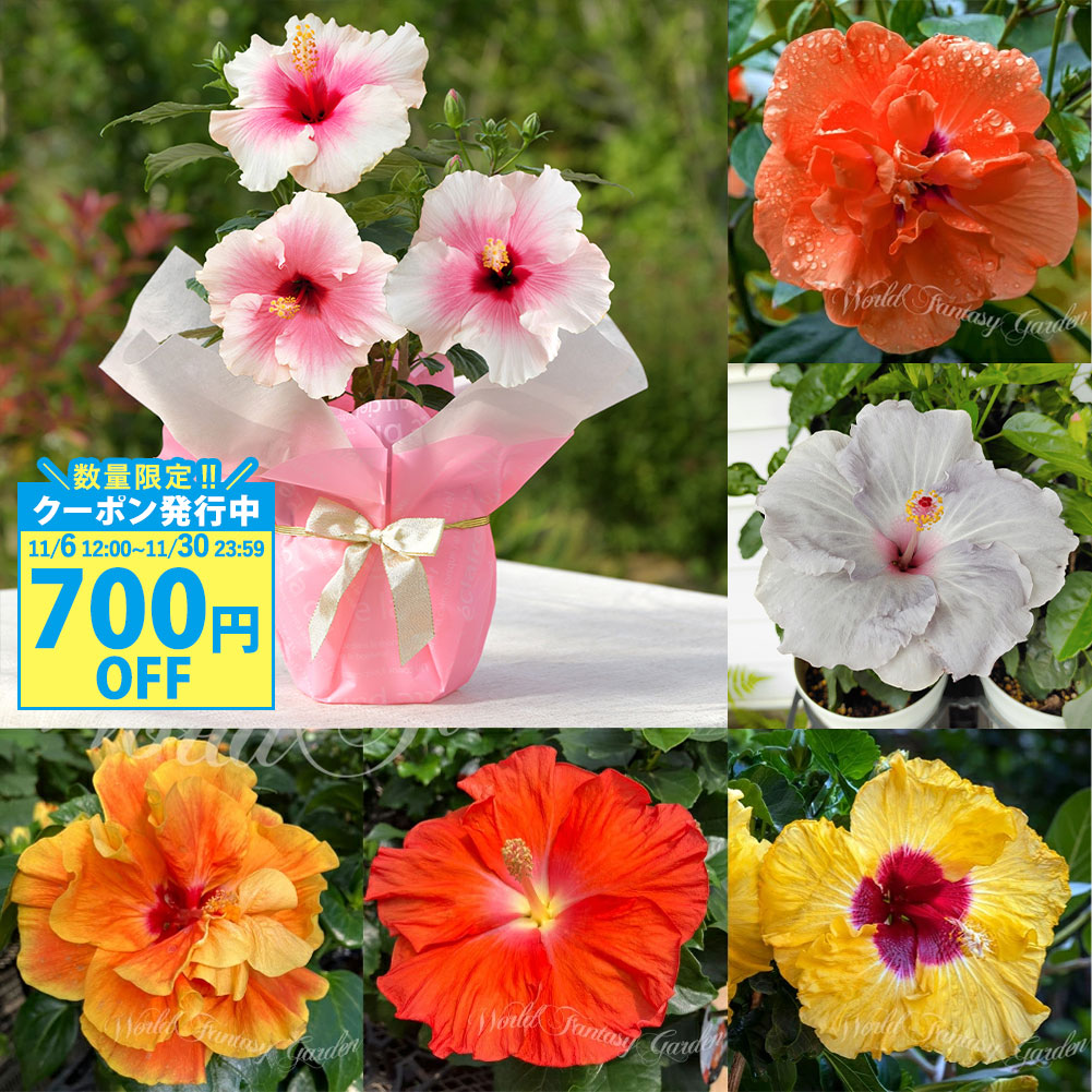 楽天市場】原種ハイビスカス ロバツス 3〜3.5号ポット苗 ハイビスカス