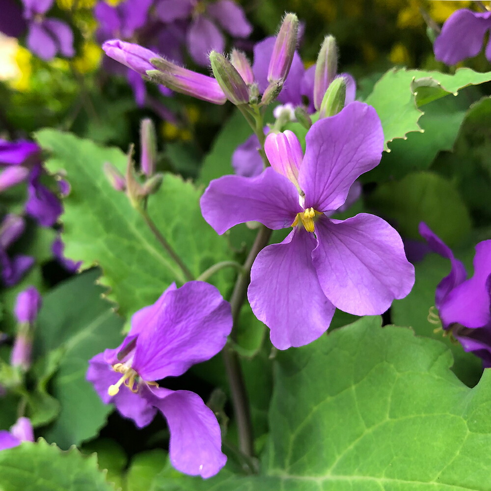 楽天市場 花苗 ダイコン花菜 2種より選択 1鉢3 5号 お届け中 ホワイト パープルorychophragmus Violaceus 一年草 春苗 花苗 青花 白花 苗 鉢植え 庭植え ガーデニング 花壇 大根花菜 花大根 はなだいこん 紫花菜 大紫羅欄花 ハッピーガーデン