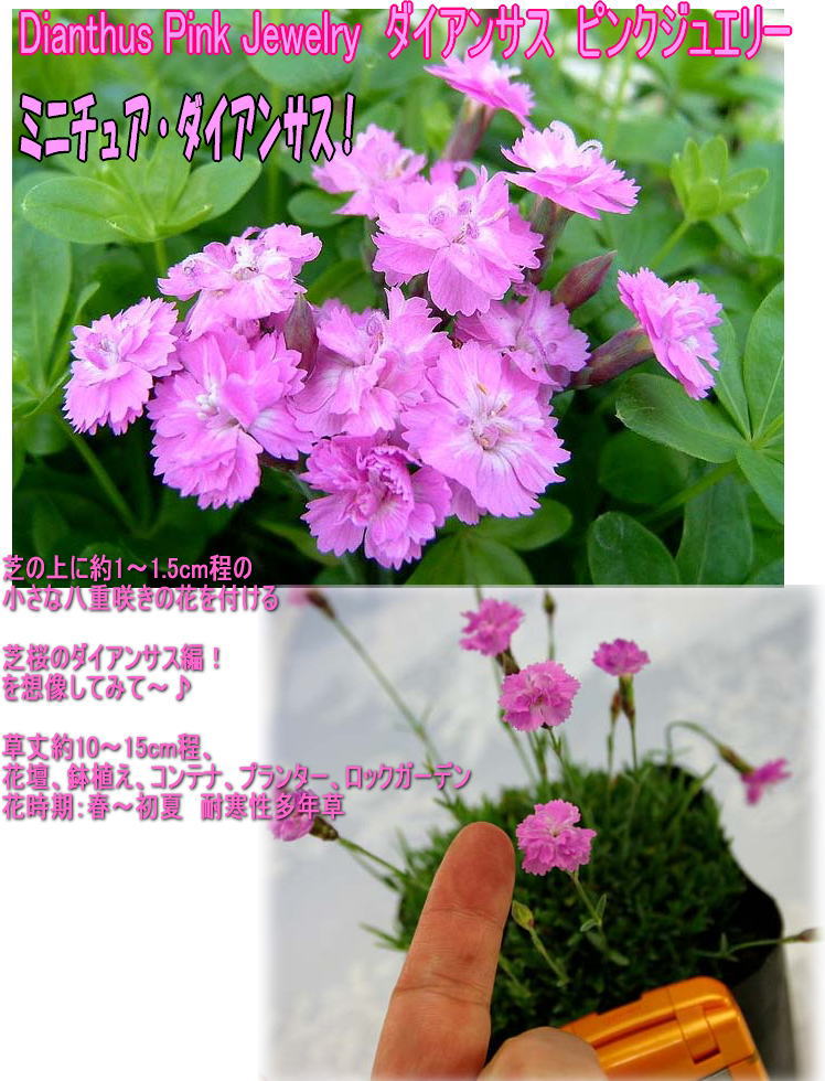 楽天市場 花苗 春 ダイアンサス ピンクジュエリー 1鉢3 3 5号 お届け中 Dianthus Pinkjewelry ナデシコ 花苗 なでしこ 春 夏 苗 宿根草 桃花 草丈低 多年草 グランドカバー 鉢植え 庭植え 寄せ植え ガーデニング 花壇 0430 ハッピーガーデン