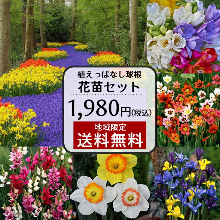楽天市場 花苗セット おまかせ 植えっぱなし芽出し球根苗 合計5鉢セット 1ポット2 5球植え 約15 芽前後 植え お届け中 地域限定送料無料 ムスカリ 原種チューリップ ハッピーガーデン