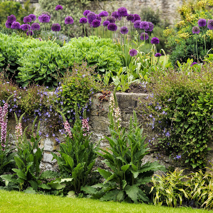 楽天市場 芽出し球根 アリウム アフラチネンス パープルセンセイション 4ポットセット お届け中 Allium Aflatunense Purple Sencation 秋植え球根 アリウム 球根 庭植え 寄せ植え ガーデニング ハッピーガーデン