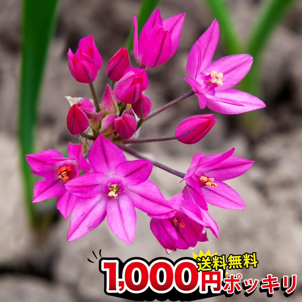 楽天市場 1000円ポッキリ 全国どこでも送料無料 球根 アリウム オレオフィラム 18球 お届け中 メール便でお届け 小球根 Allium 野放し 花の球根 冬植え球根 ハッピーガーデン