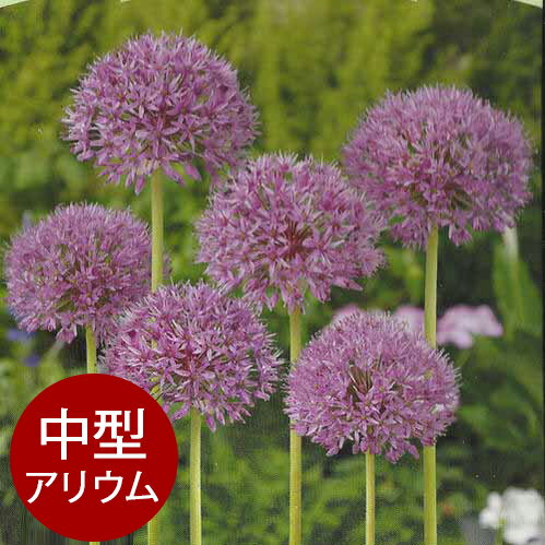 楽天市場 芽出し球根 アリウム アフラチネンス パープルセンセイション 4ポットセット お届け中 Allium Aflatunense Purple Sencation 秋植え球根 アリウム 球根 庭植え 寄せ植え ガーデニング ハッピーガーデン