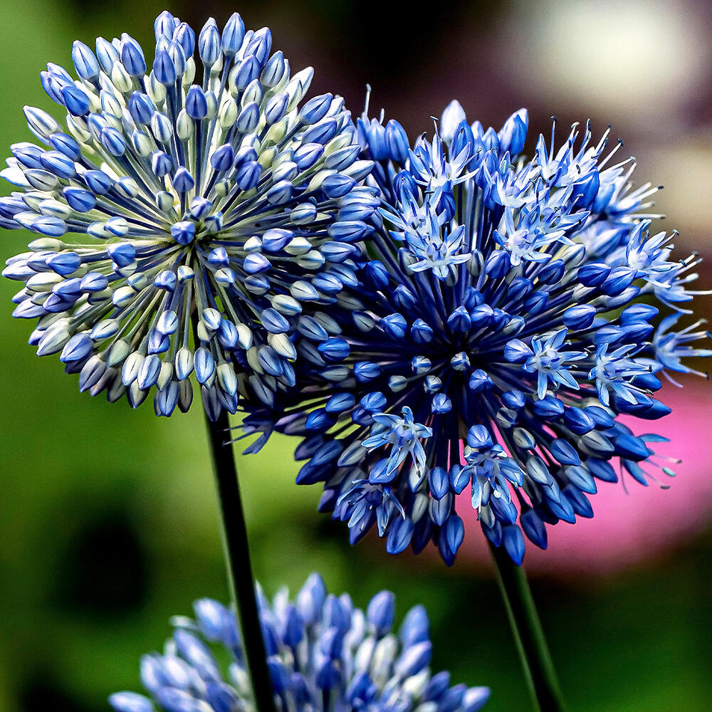 楽天市場】球根 花 植えっぱなし球根 アリウム パープルセンセイション 3球セット【お届け中 中型球根】 Allium Purple Sensation  秋植え 野放し 庭植え 花壇 ガーデン ガーデニング パープルセンセーション 秋 冬ハッピーガーデン【2024BU】【COM】 : ハッピーガーデン