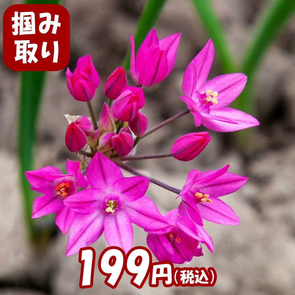 使い勝手の良い】 秋植え球根 アリウム モーリー 小輪 20球