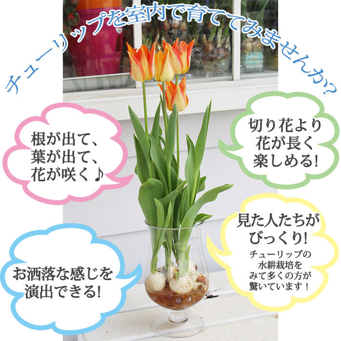 すべての美しい花の画像 新鮮な水栽培 できる 花