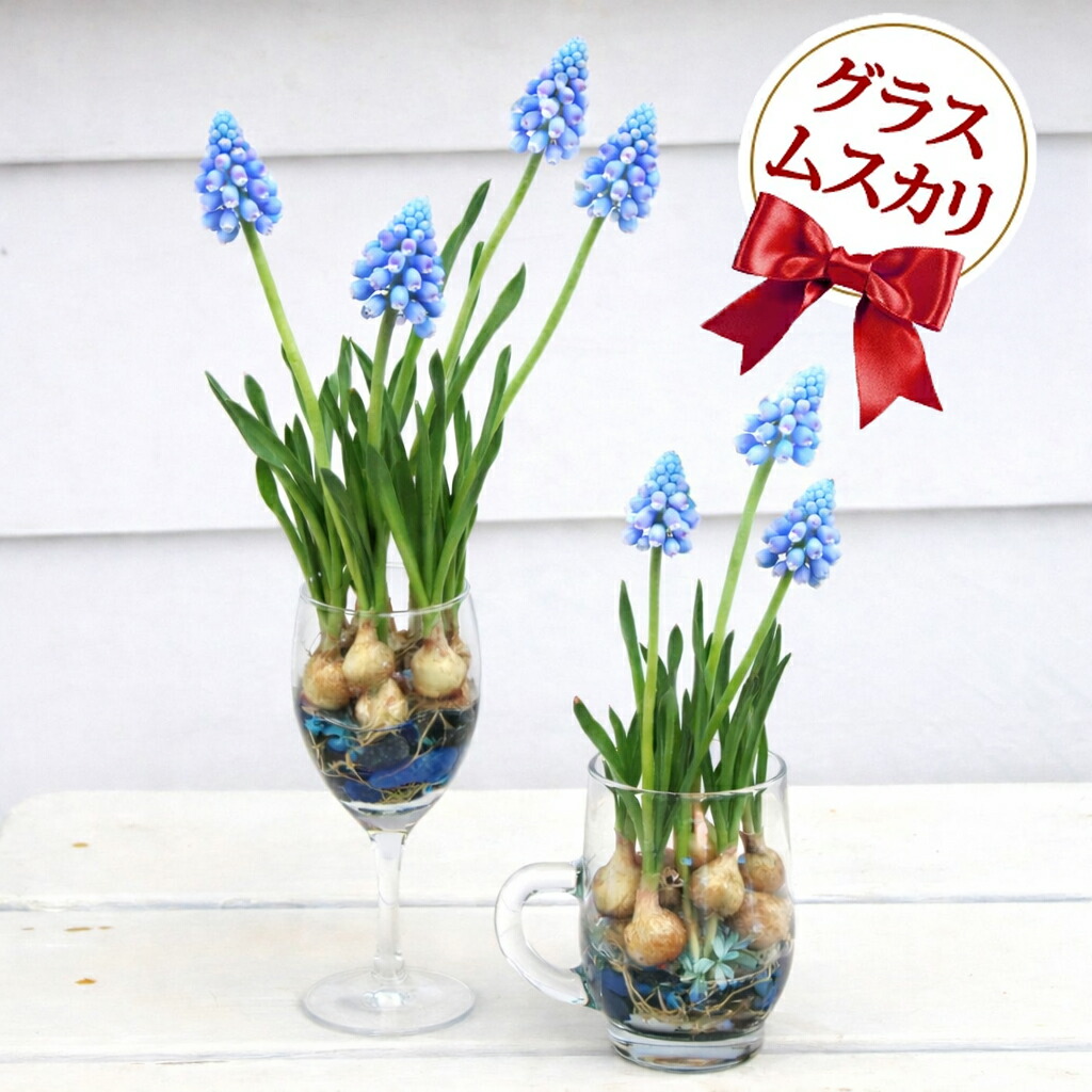 楽天市場】球根 植えっぱなし ムスカリ ピンクサンライズ 球根 3球〜6