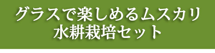 楽天市場 ムスカリ 水耕栽培キット ムスカリ 球根25球 選べる種類 円柱グラス付き お届け中 Muscari Hydroponic Culture アルメニアカム アズレウム ダークアイ 球根 セット 水栽培 花瓶 ガラス グラス 室内 ハッピーガーデン