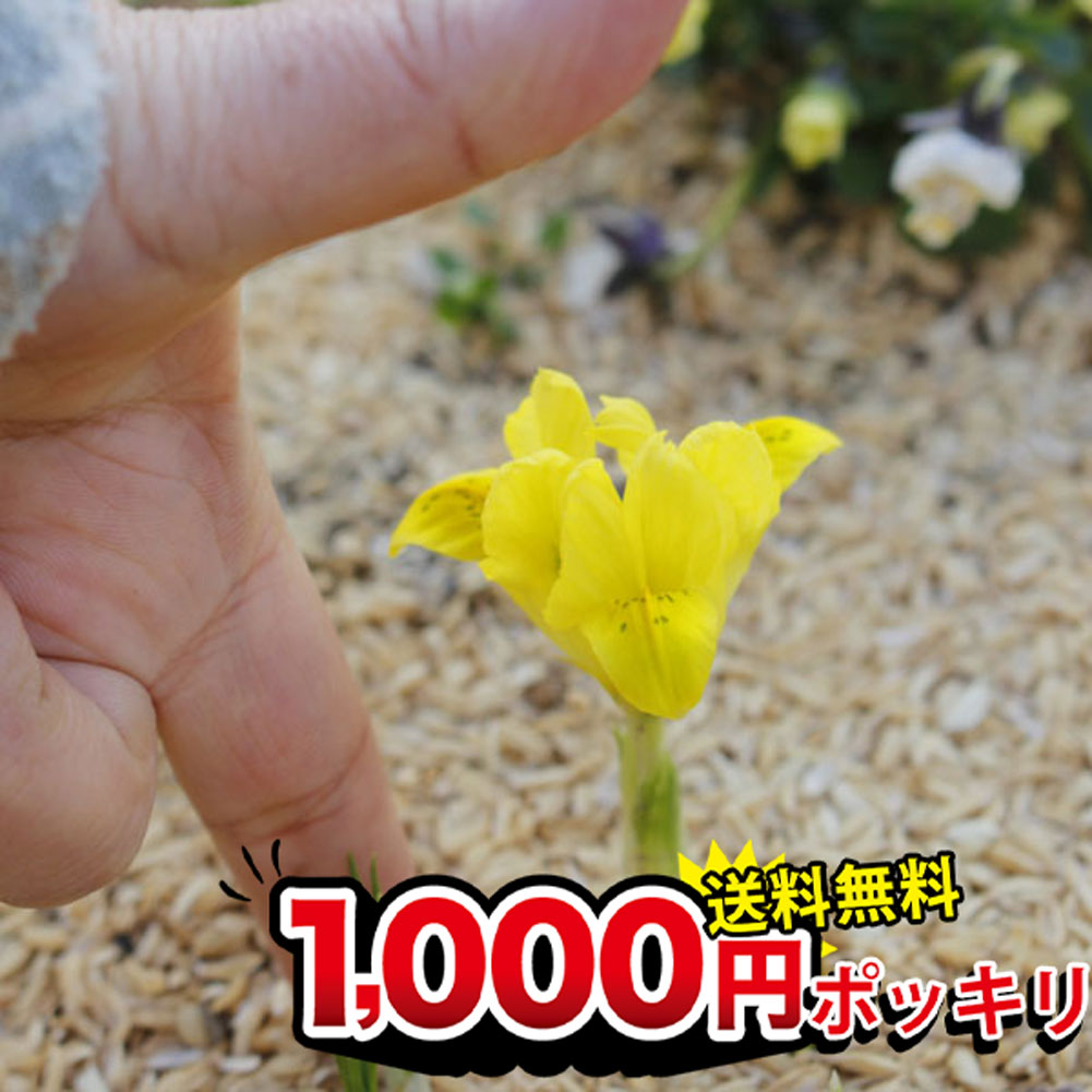 楽天市場】球根 植えっぱなし 原種チューリップ ホンキートンキー 球根5球セット【お届け中 メール便 小球根】Tulipa Honky Tonk  ホンキートンク秋植え球根 ガーデン ガーデニング 鉢植え 庭植え : ハッピーガーデン