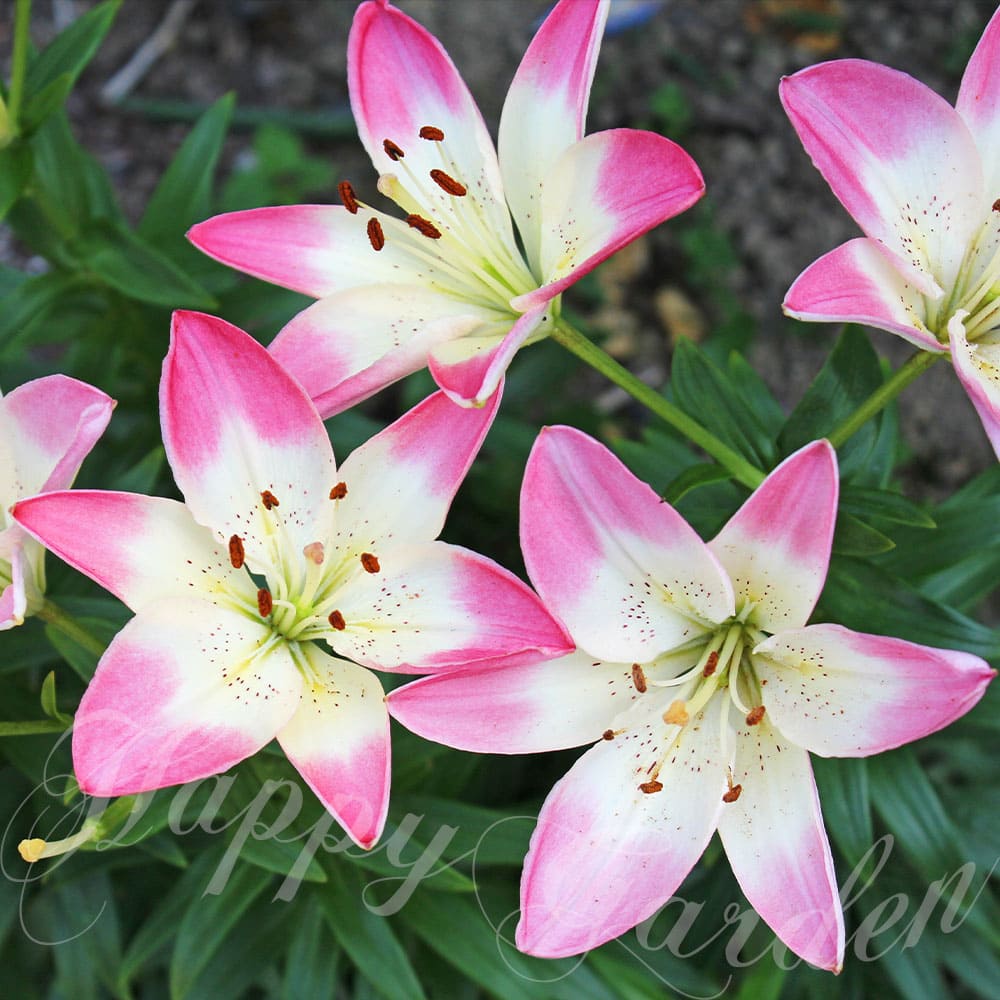 楽天市場】ユリ 2色咲 アジアティックリリー スカシユリ系