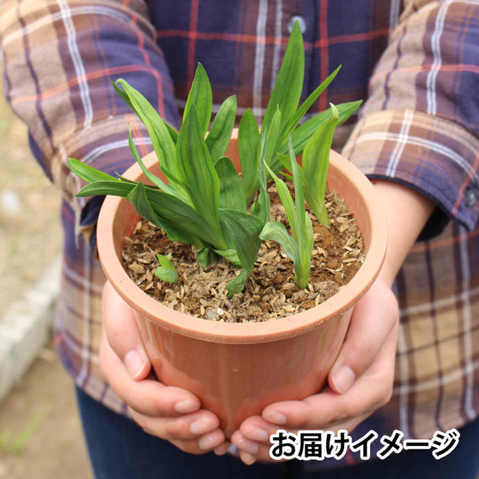 楽天市場 花苗 フリージア ミックスカラー 芽出し 1鉢 4号 お届け中 芽出し球根 球根植え 球根 芳香性 花の苗 鉢植え 庭植え 寄せ植え ガーデニング ハッピーガーデン